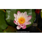 NYMPHAEA 'Marliacea Carnea' - Printemps
