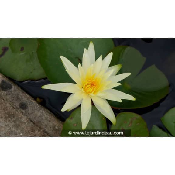 NYMPHAEA 'Colonel A.J. Welch'