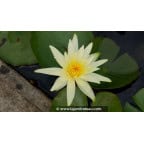 NYMPHAEA 'Colonel A.J. Welch' NYMPHAEA 'Colonel A.J. Welch'