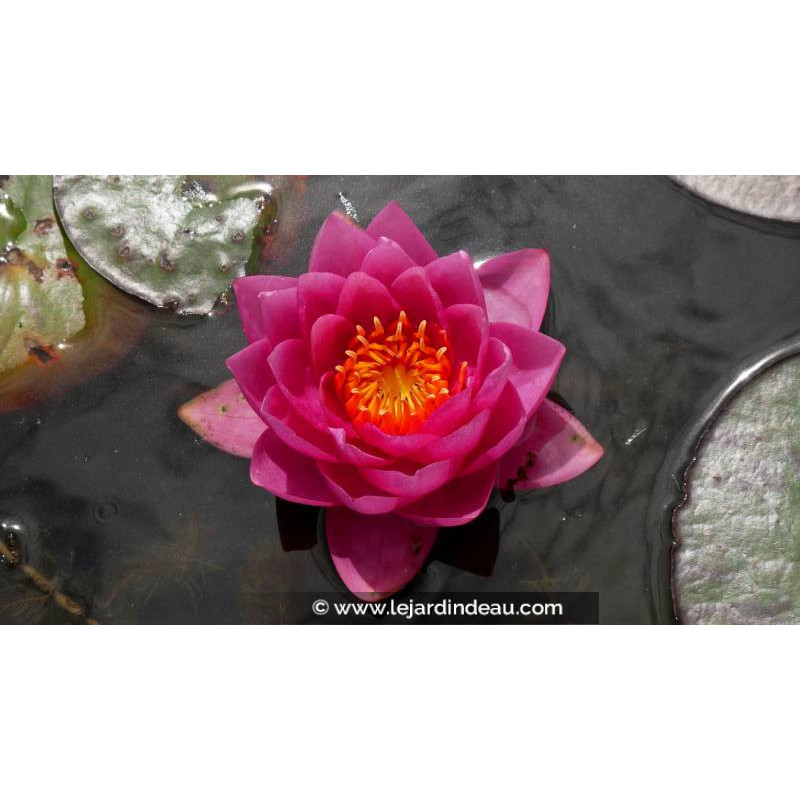 NYMPHAEA 'James Brydon' NYMPHAEA 'James Brydon'