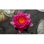 NYMPHAEA 'James Brydon' NYMPHAEA 'James Brydon'