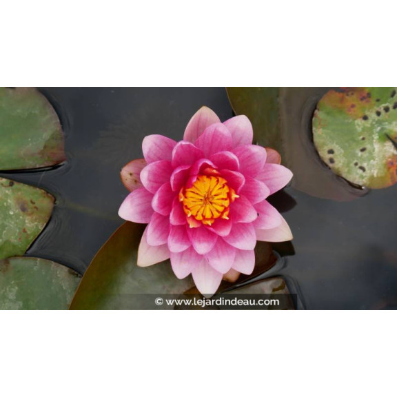 NYMPHAEA 'Escarboucle' - Printemps