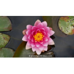 NYMPHAEA 'Escarboucle' - Printemps