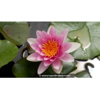 NYMPHAEA 'Attraction' - Printemps NYMPHAEA 'Attraction' - Printemps