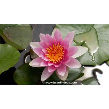 NYMPHAEA \'Attraction\'