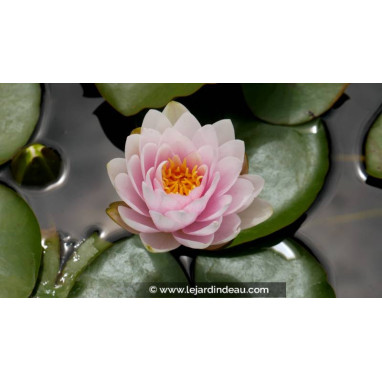 NYMPHAEA \'Fabiola\'