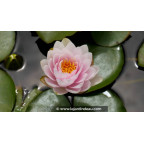 NYMPHAEA 'Fabiola' - Printemps