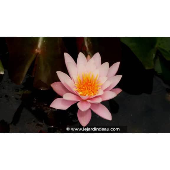 NYMPHAEA 'Formosa' - Printemps