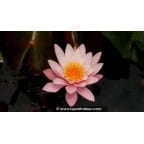 NYMPHAEA 'Formosa' - Printemps