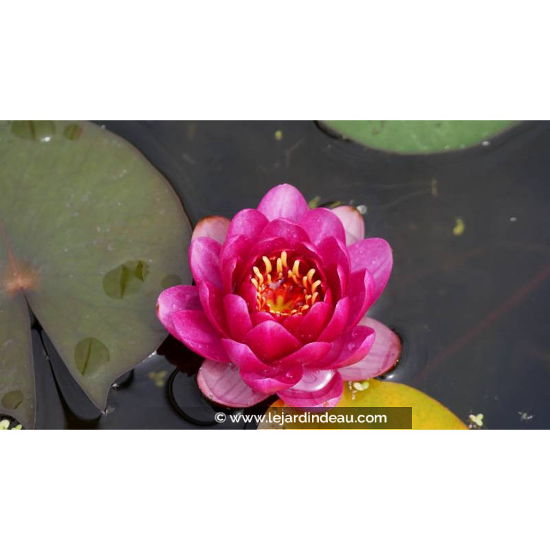 NYMPHAEA 'Perry's Baby Red' - Printemps NYMPHAEA 'Perry's Baby Red' - Printemps