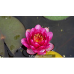 NYMPHAEA 'Perry's Baby Red' - Printemps NYMPHAEA 'Perry's Baby Red' - Printemps