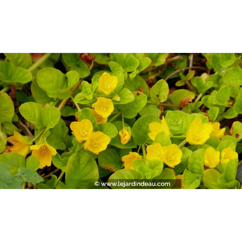 LYSIMACHIA nummularia - Printemps