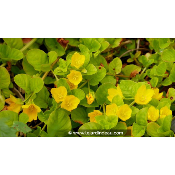 LYSIMACHIA nummularia - Printemps
