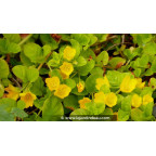 LYSIMACHIA nummularia - Printemps
