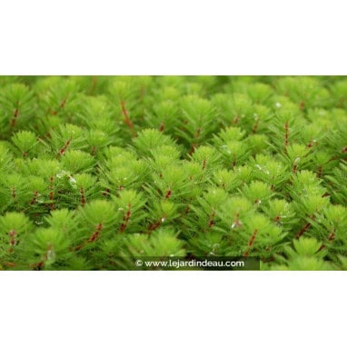MYRIOPHYLLUM rubricaule
