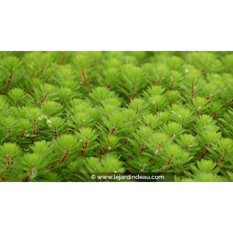 MYRIOPHYLLUM rubricaule - Printemps