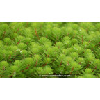 MYRIOPHYLLUM rubricaule - Printemps