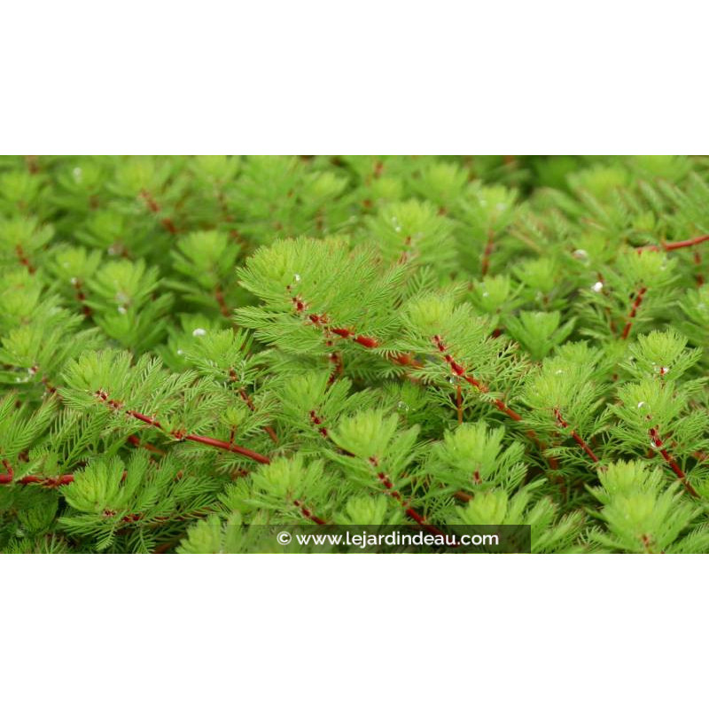MYRIOPHYLLUM rubricaule - Printemps