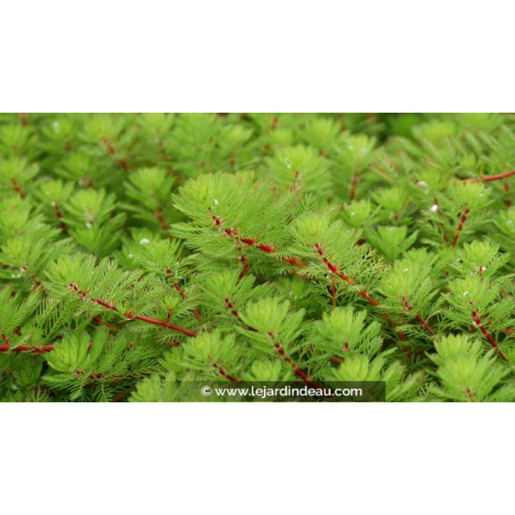 MYRIOPHYLLUM rubricaule - Printemps
