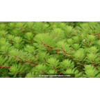 MYRIOPHYLLUM rubricaule - Printemps