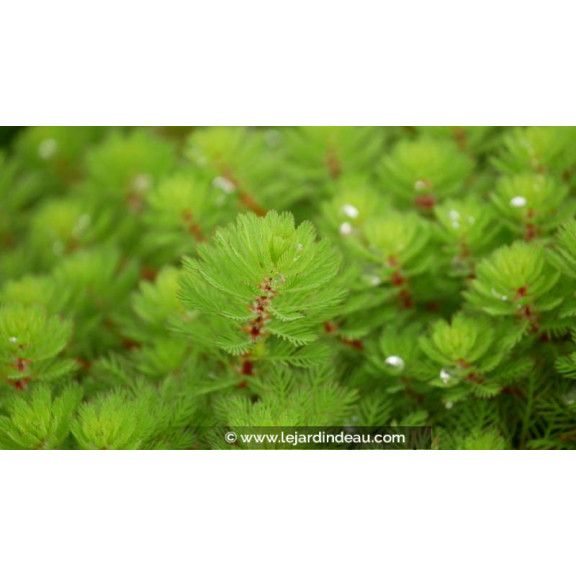 MYRIOPHYLLUM rubricaule - Printemps