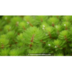 MYRIOPHYLLUM rubricaule - Printemps