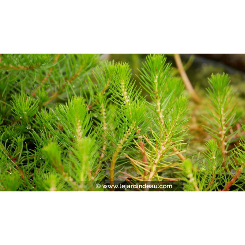 MYRIOPHYLLUM propium - Printemps