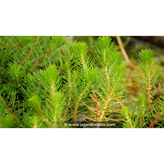MYRIOPHYLLUM propium - Printemps