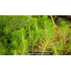 MYRIOPHYLLUM propium - Printemps