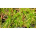 MYRIOPHYLLUM propium