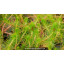 MYRIOPHYLLUM propium