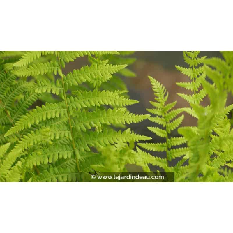THELYPTERIS palustris - Printemps