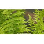 THELYPTERIS palustris - Printemps