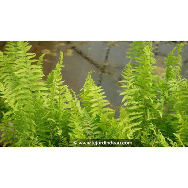 THELYPTERIS palustris - Printemps
