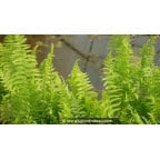 THELYPTERIS palustris - Printemps