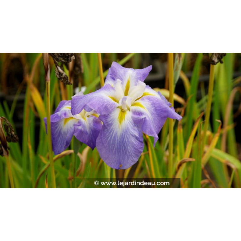 IRIS ensata 'Mandarin' - Printemps