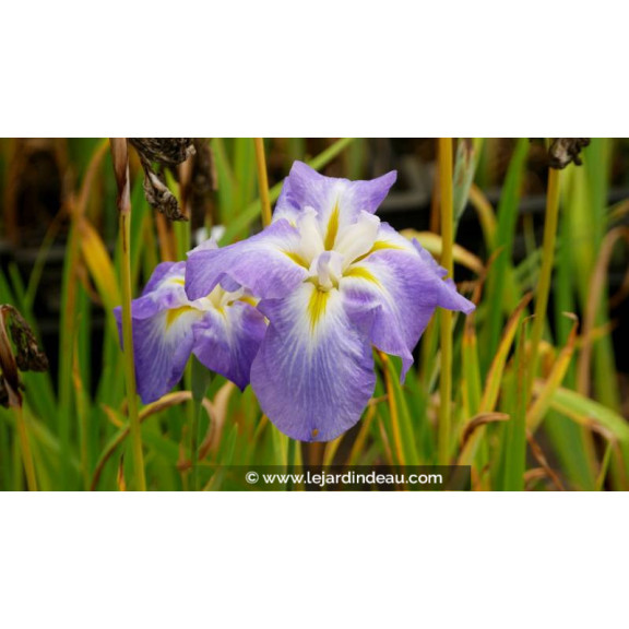 IRIS ensata 'Mandarin' - Printemps