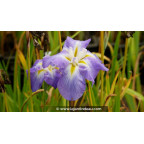 IRIS ensata 'Mandarin' - Printemps