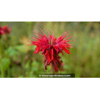 MONARDA 'Cambridge Scarlet' - Printemps MONARDA 'Cambridge Scarlet' - Printemps