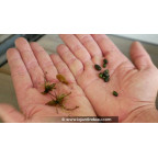 HYDROCHARIS morsus-ranae - hibernacles HYDROCHARIS morsus-ranae - hibernacles