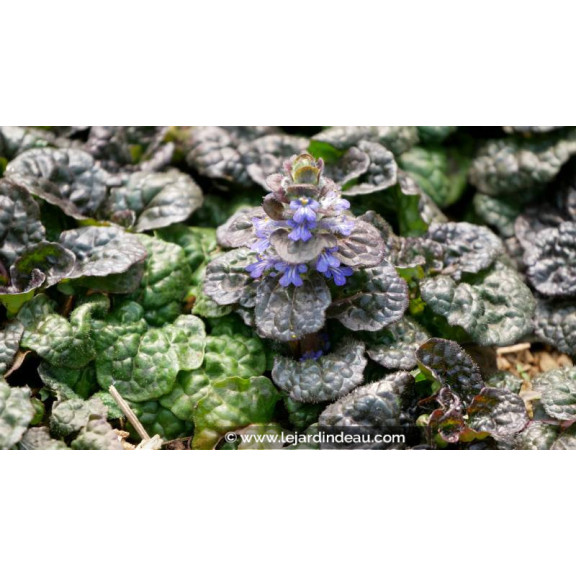 AJUGA pyramidalis 'Metallica Crispa', Bugle pyramidale - Le Jardin d'Eau