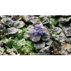 AJUGA pyramidalis 'Metallica Crispa', Bugle pyramidale - Le Jardin d'Eau AJUGA pyramidalis 'Metallica Crispa', Bugle pyramidale - Le Jardin d'Eau