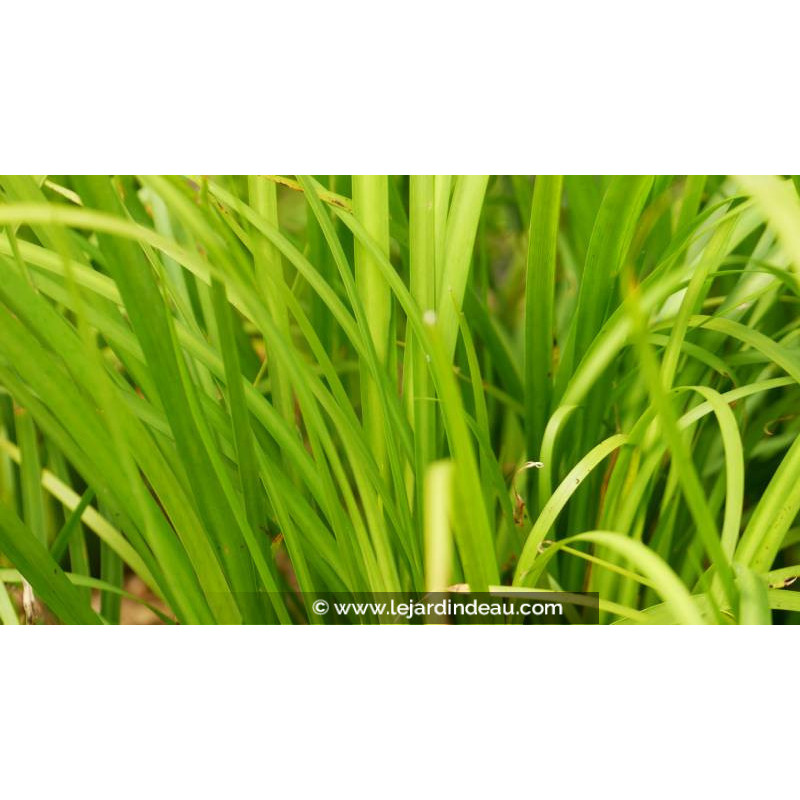 ACORUS gramineus 'Pusillus', Acore feuilles gramin&eacute;es, rives - Le Jardin d'Eau