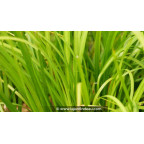 ACORUS gramineus 'Pusillus', Acore feuilles gramin&eacute;es, rives - Le Jardin d'Eau