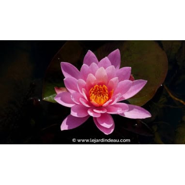 NYMPHAEA \'Princess Elisabeth\'