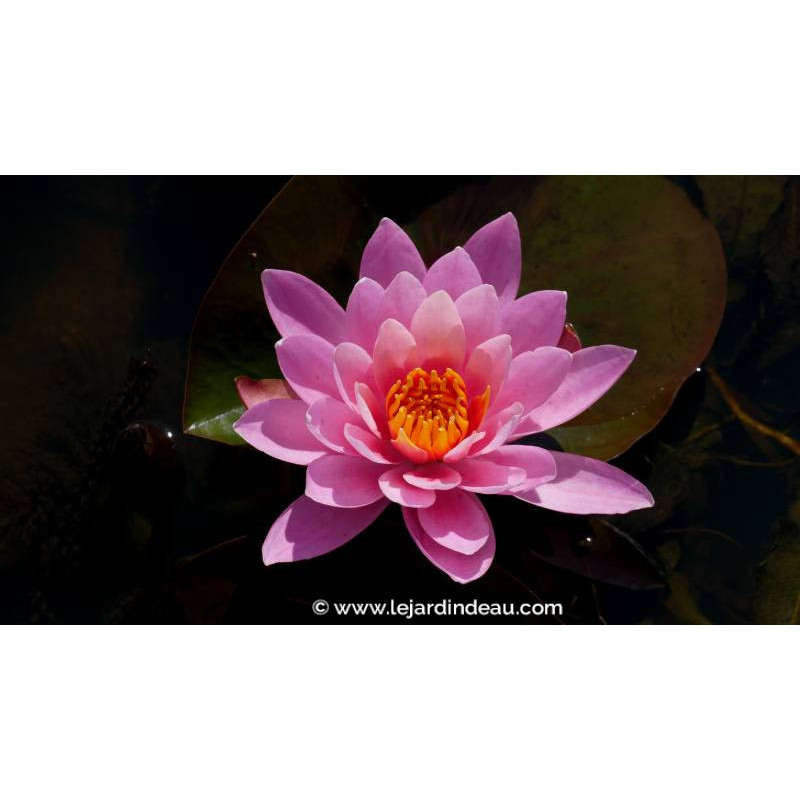NYMPHAEA 'Princess Elisabeth' - Printemps