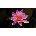 NYMPHAEA 'Princess Elisabeth' - Printemps