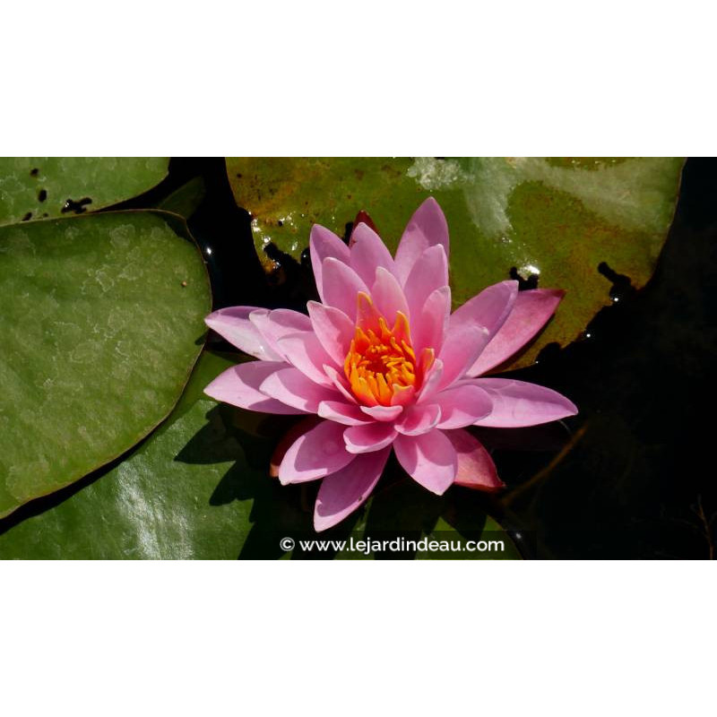 NYMPHAEA 'Princess Elisabeth' - Printemps