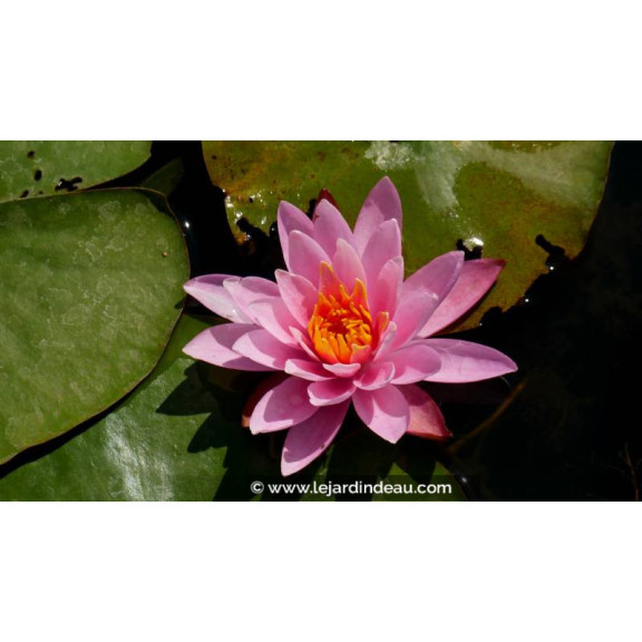 NYMPHAEA 'Princess Elisabeth' - Printemps