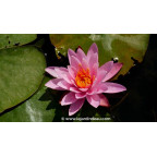 NYMPHAEA 'Princess Elisabeth' - Printemps